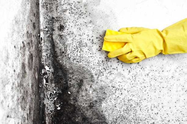 Mold Remediation for Rental Properties in Knox, IN