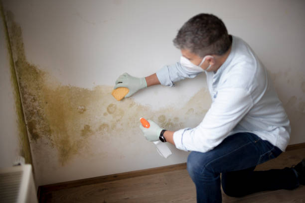 Best Crawl Space Mold Remediation  in Knox, IN