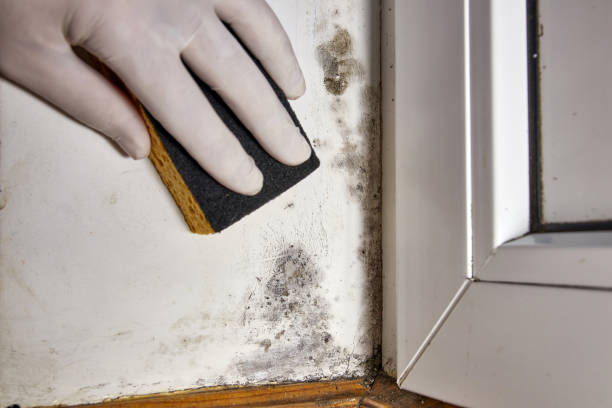 Best Mold Odor Removal Services  in Knox, IN